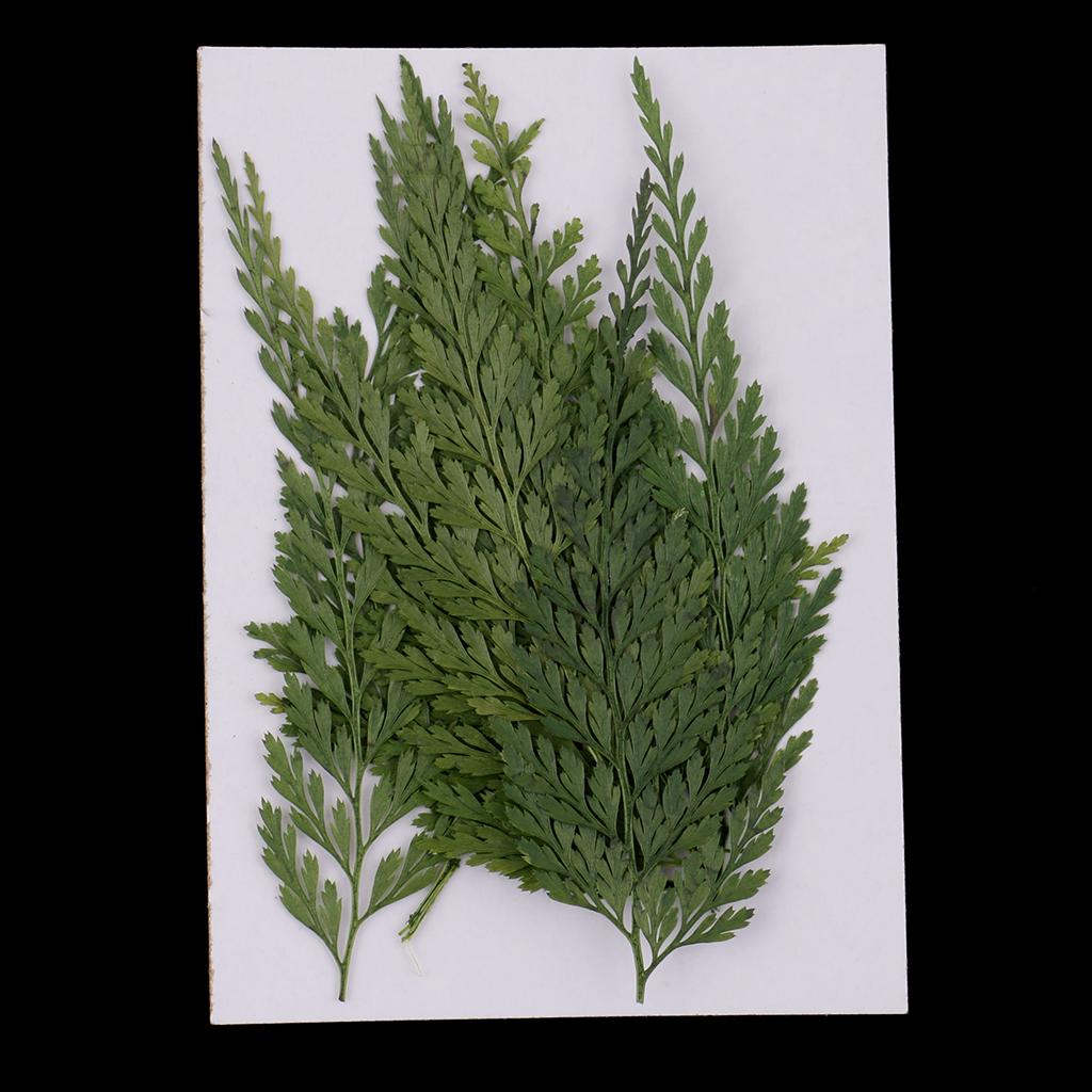 Natural Dried Flowers with Pre - Art Craft Flower Making review and price