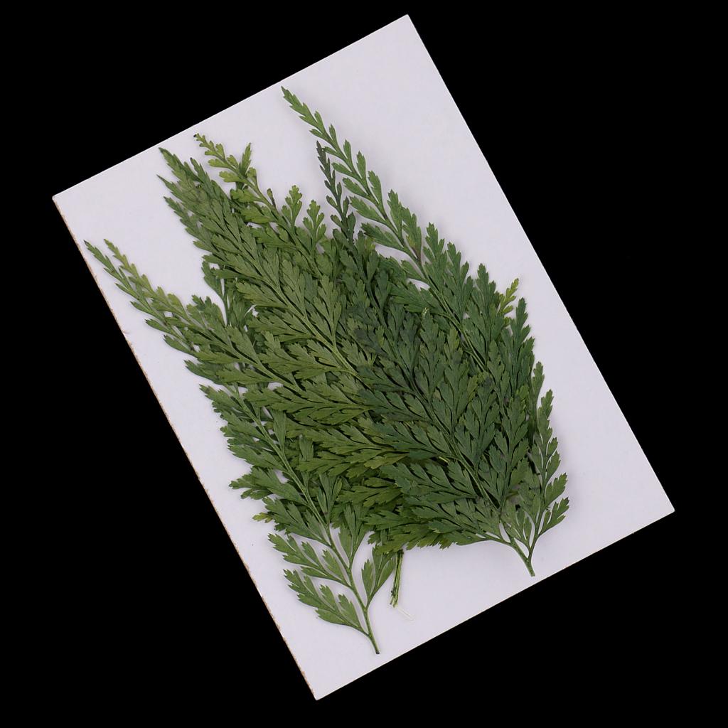 Natural Dried Flowers with Pre - Art Craft Flower Making review and price