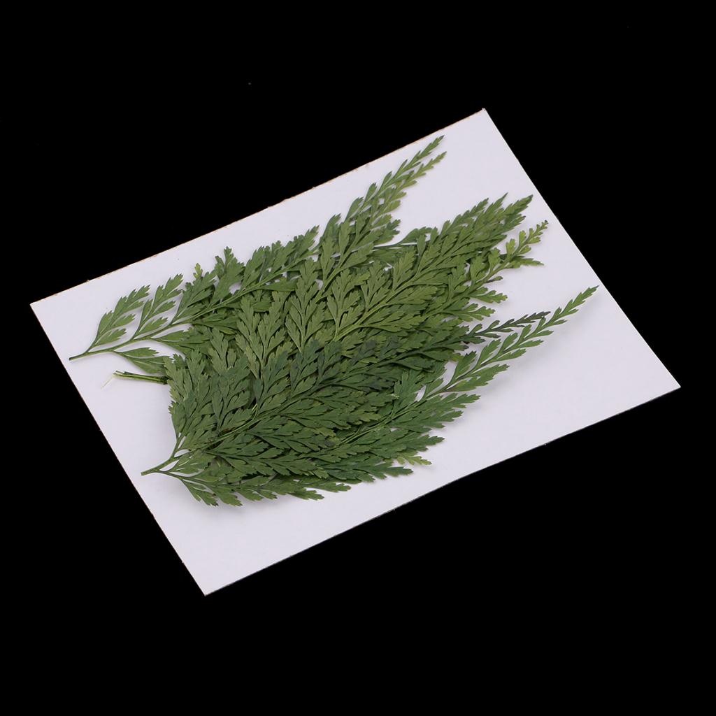 Natural Dried Flowers with Pre - Art Craft Flower Making review and price